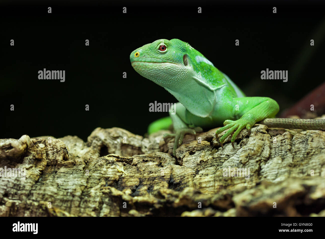 Fidschi gebänderten Leguan (Brachylophus Fasciatus). Tierwelt Tier. Stockfoto