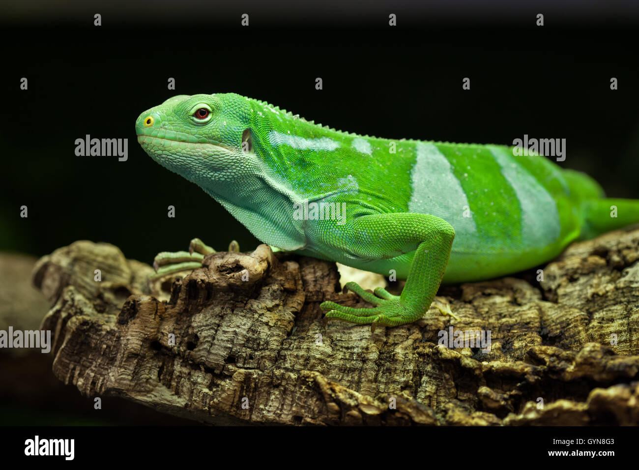Fidschi gebänderten Leguan (Brachylophus Fasciatus). Tierwelt Tier. Stockfoto