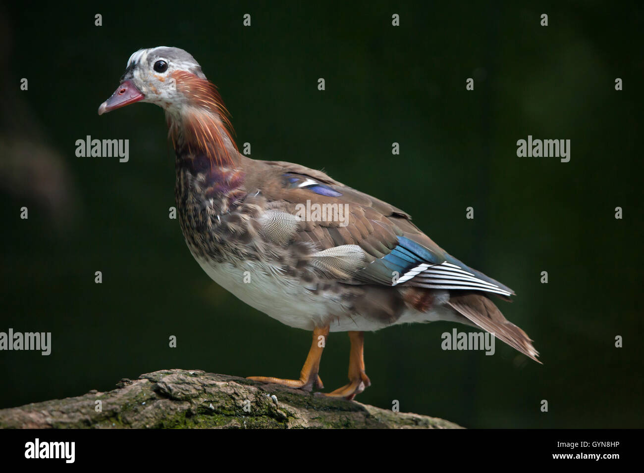 Mandarinente (Aix Galericulata). Juvenile männliche Ente. Tierwelt Tier. Stockfoto
