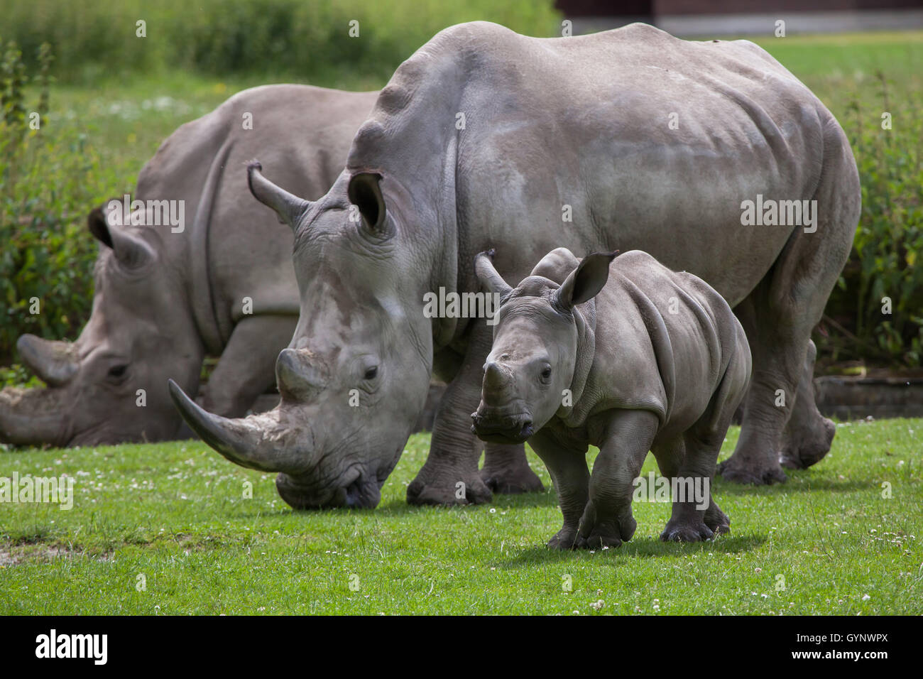 Südliche Breitmaulnashorn (Ceratotherium Simum Simum). Weibliche Rhino mit ihren Neugeborenen im Augsburger Zoo in Bayern, Deutschland. Stockfoto