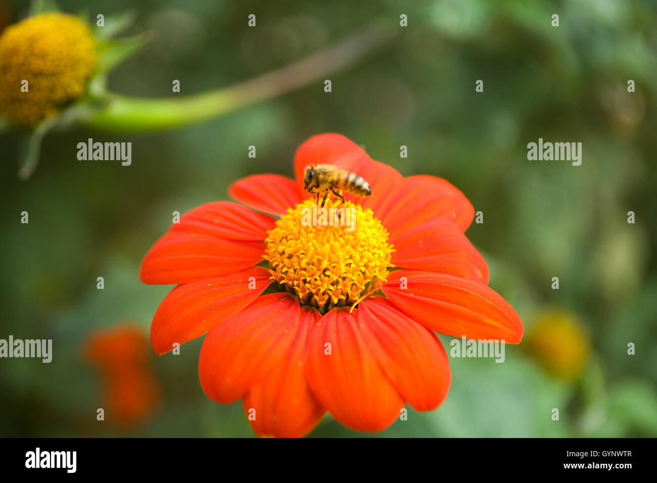 Orange Sonnenhut mit Biene Stockfoto