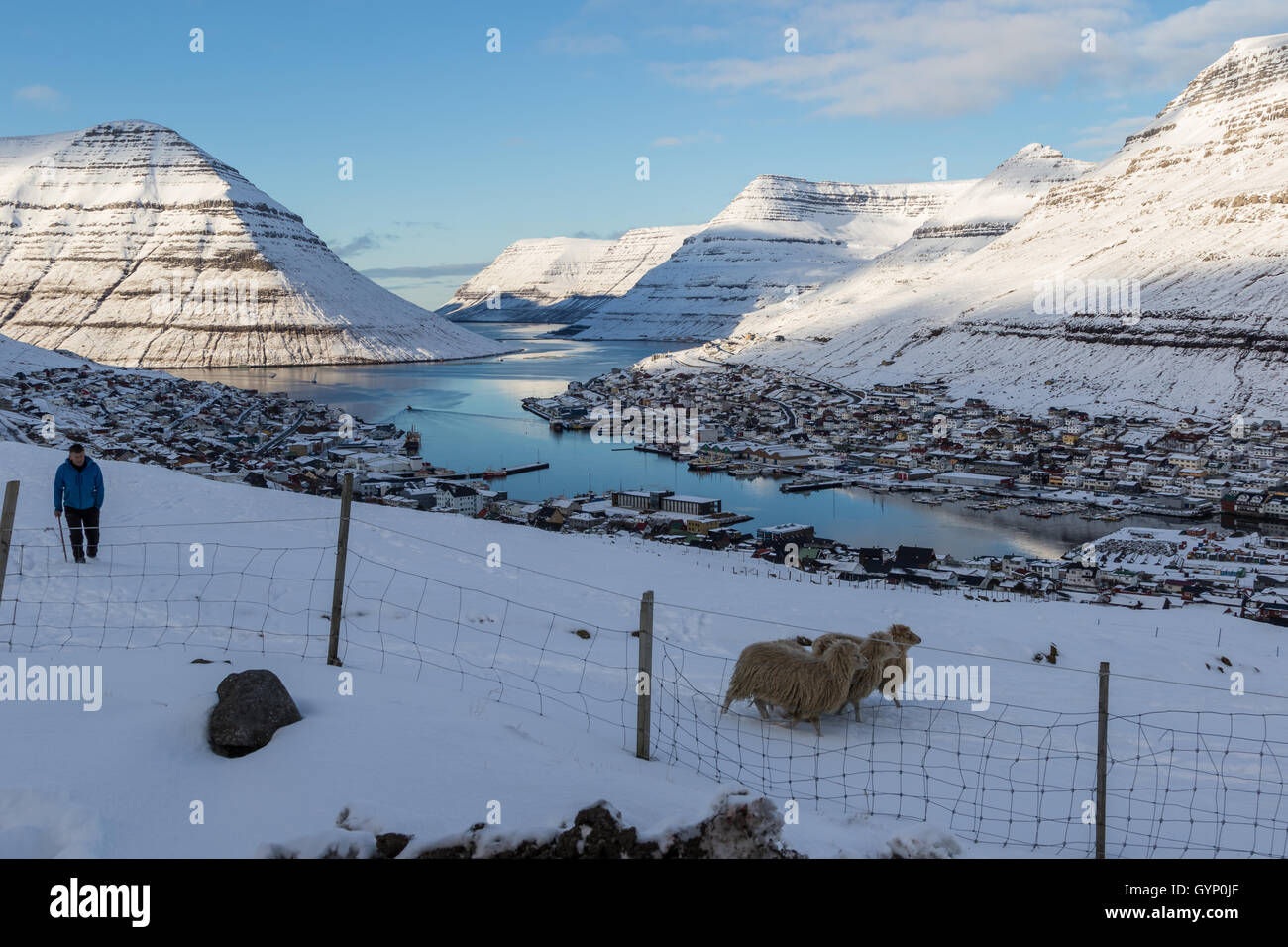 Schafe im Schnee rund um die Stadt Klaksvik, Borðoys Insel wandern. Färöer Inseln Stockfoto