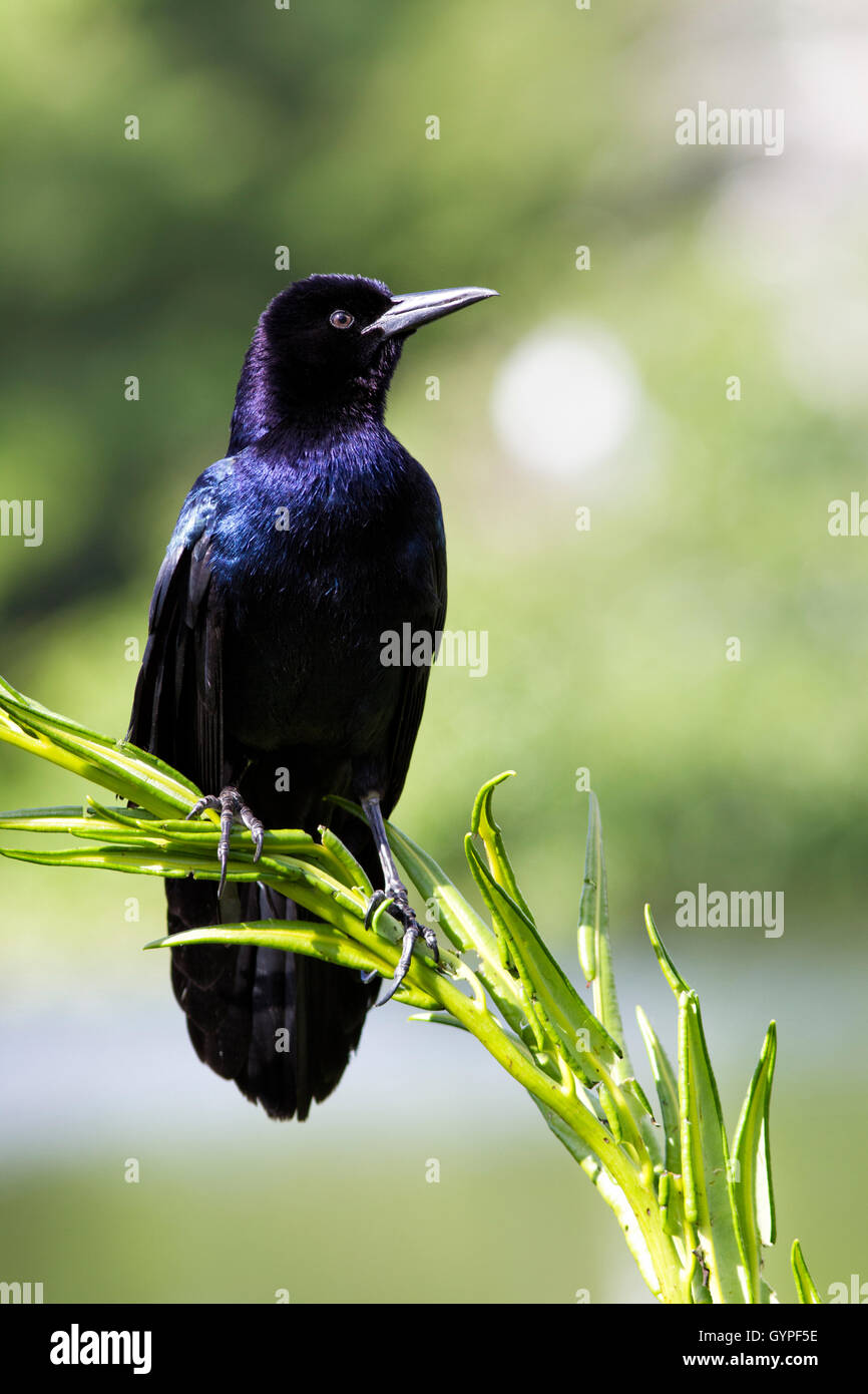 Ein Boot-angebundene Grackle thront auf eine Wasserpflanze; seine dunklen blau und lila Iridesence gegen zartes Grün. Stockfoto