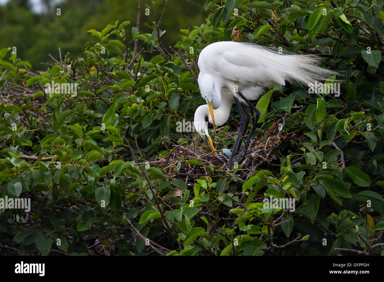 Ein paar weiße Reiher eher liebevoll ein einziges baby blaues Ei in ihr Nest aus Zweigen in der Mitte eine Verschachtelung Kolonie. Stockfoto