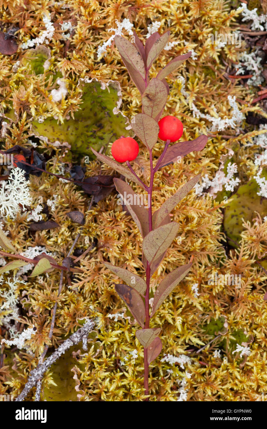 Nördlichen Comandra Geocaulon Lividum orange Steinfrüchte Stockfoto