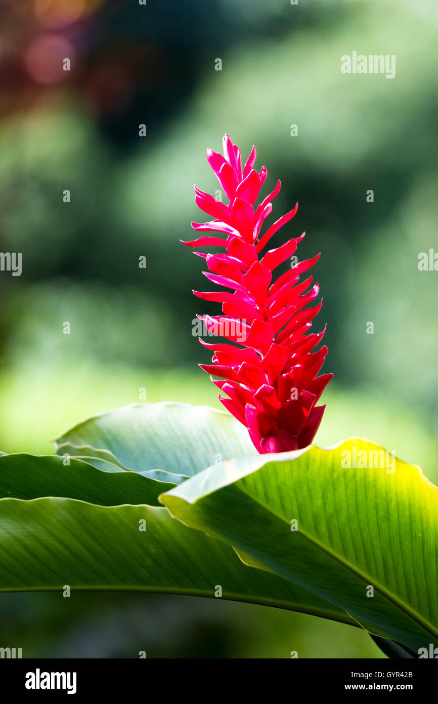 Nahaufnahme einer wunderschönen roten Ingwer Blume im Regenwald von Costa Rica Stockfoto