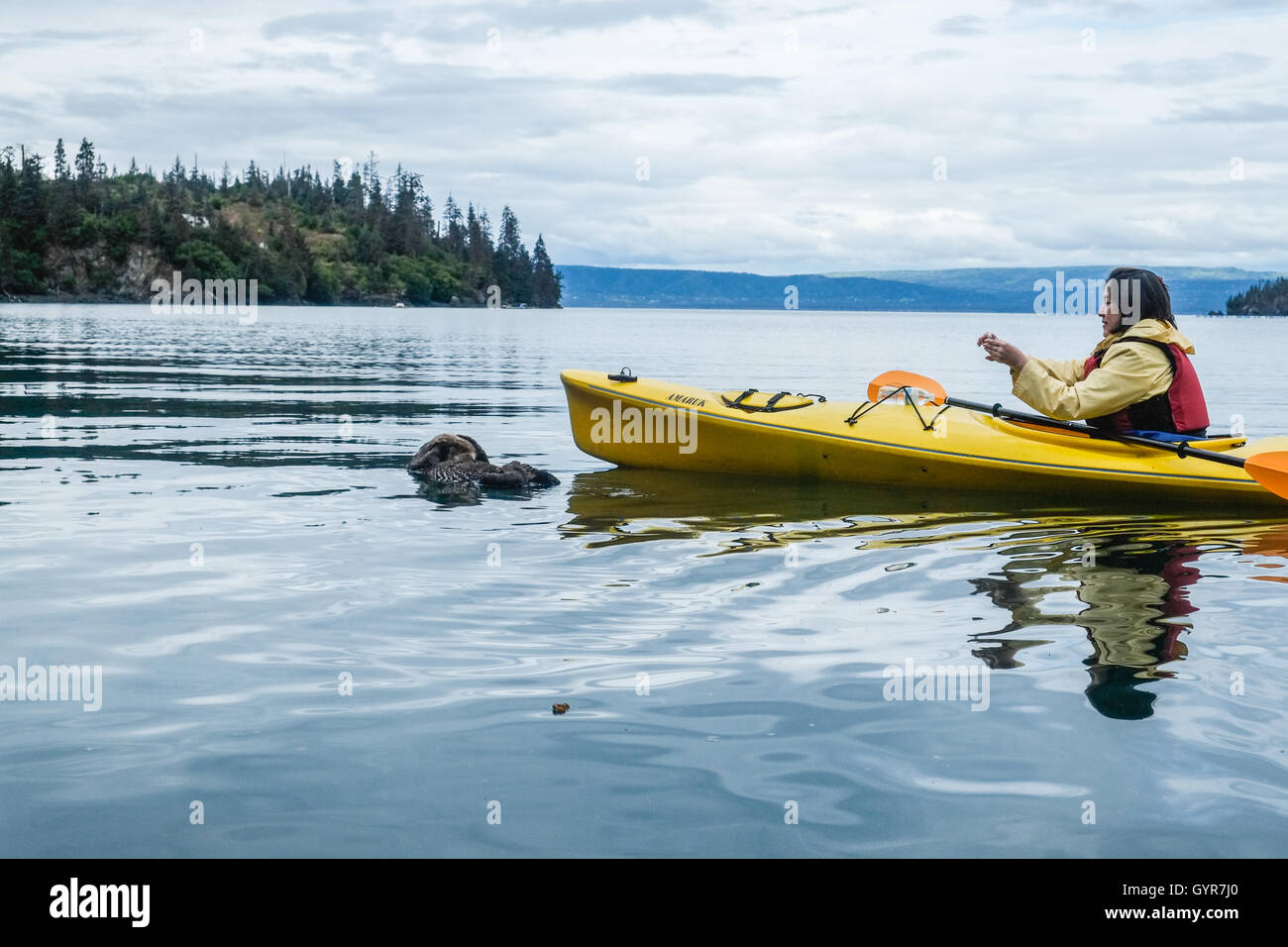 Alaska-Tourist und ein Seeotter Stockfoto