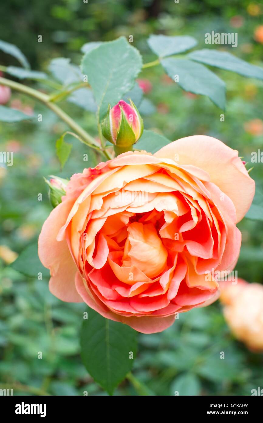 LADY OF SHALOTT, Englische Rose - von David Austin Strauch Rose gezüchtet Stockfoto