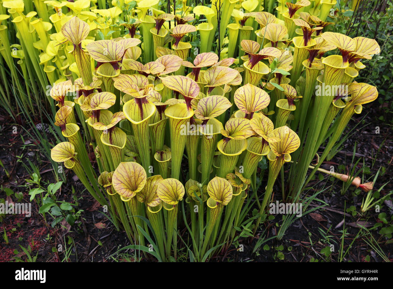Kannenpflanze Wiese mit zwei Sorten von gelb-Spitze Schlauchpflanze (Sarracenia Flava Sorten), SE USA Stockfoto