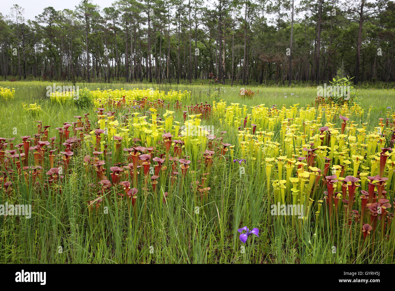 Kannenpflanze-Wiese, mit verschiedenen Sorten von gelb-Spitze Schlauchpflanze (Sarracenia Flava Sorten), SE USA Stockfoto