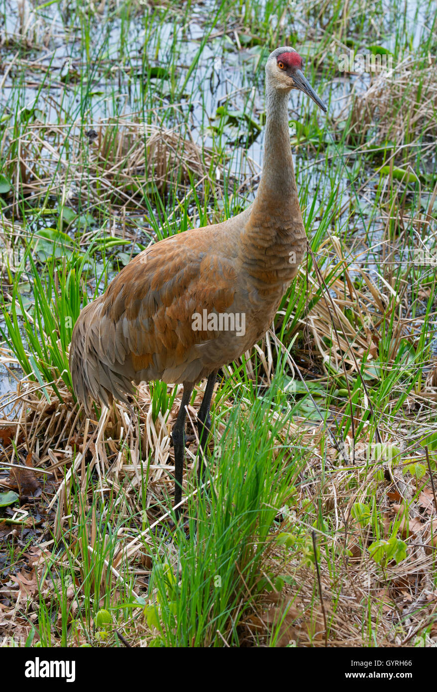 Sandhill Crane (Grus canadensis) Erwachsene Jagd nach Nahrung entlang Rand des Sumpfes, E. Nordamerika, von Skip Moody/Dembinsky Photo Assoc Stockfoto