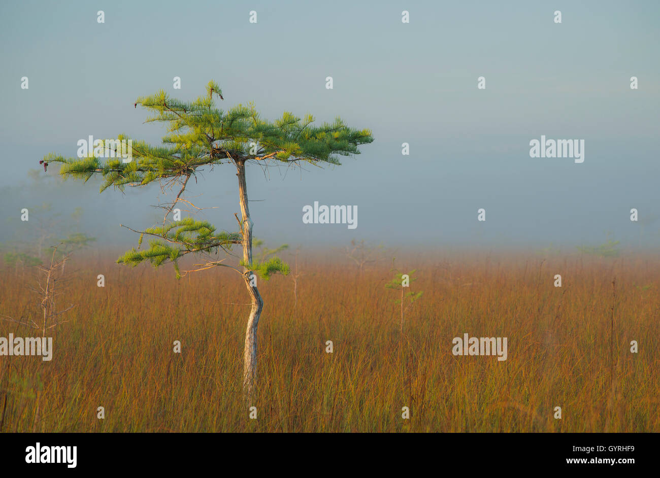 Zwerg Zypresse (Taxodium Distichum), Sawgrass Grasland, Nebel, Dem Everglades-Nationalpark, Florida USA Stockfoto