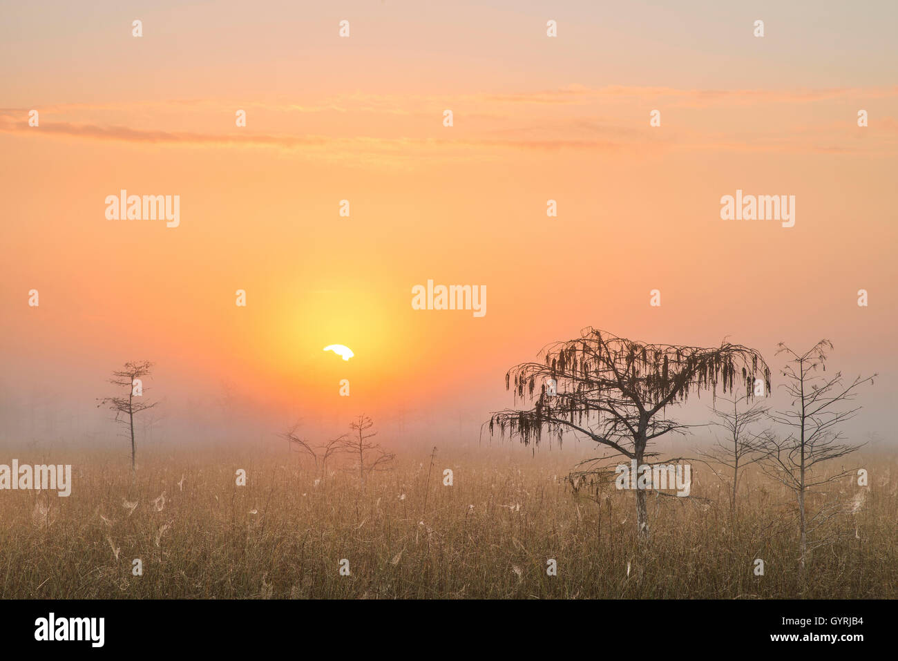 Sonnenaufgang und Zwerg Zypresse (Taxodium Distichum), Sawgrass Grasland, Nebel, Everglades-Nationalpark, Florida USA Stockfoto