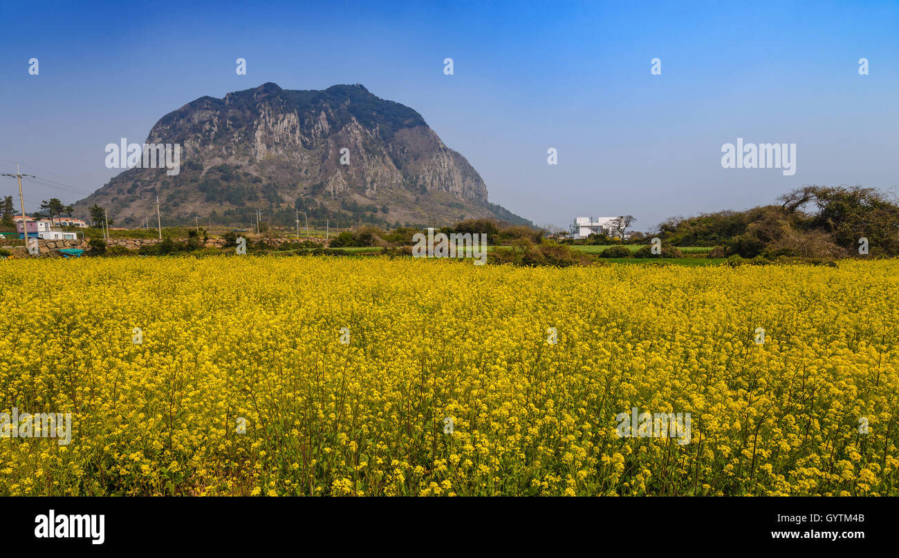 Raps Feld am Sanbangsan, Jeju, Südkorea Stockfoto