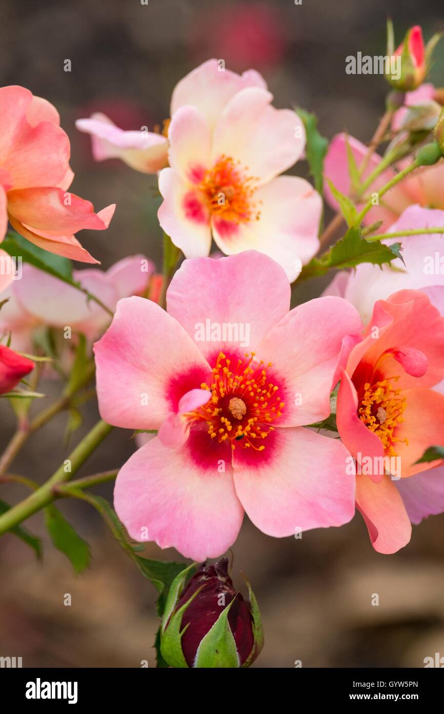 Rose, "For Your Eyes Only" Stockfoto