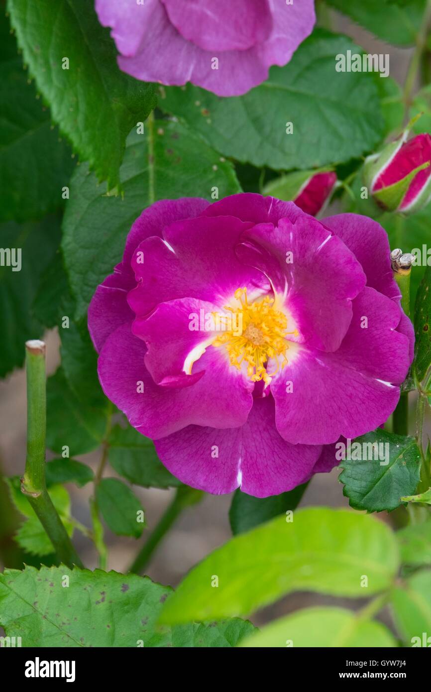 Rose "Rhapsody In Blue" Stockfoto