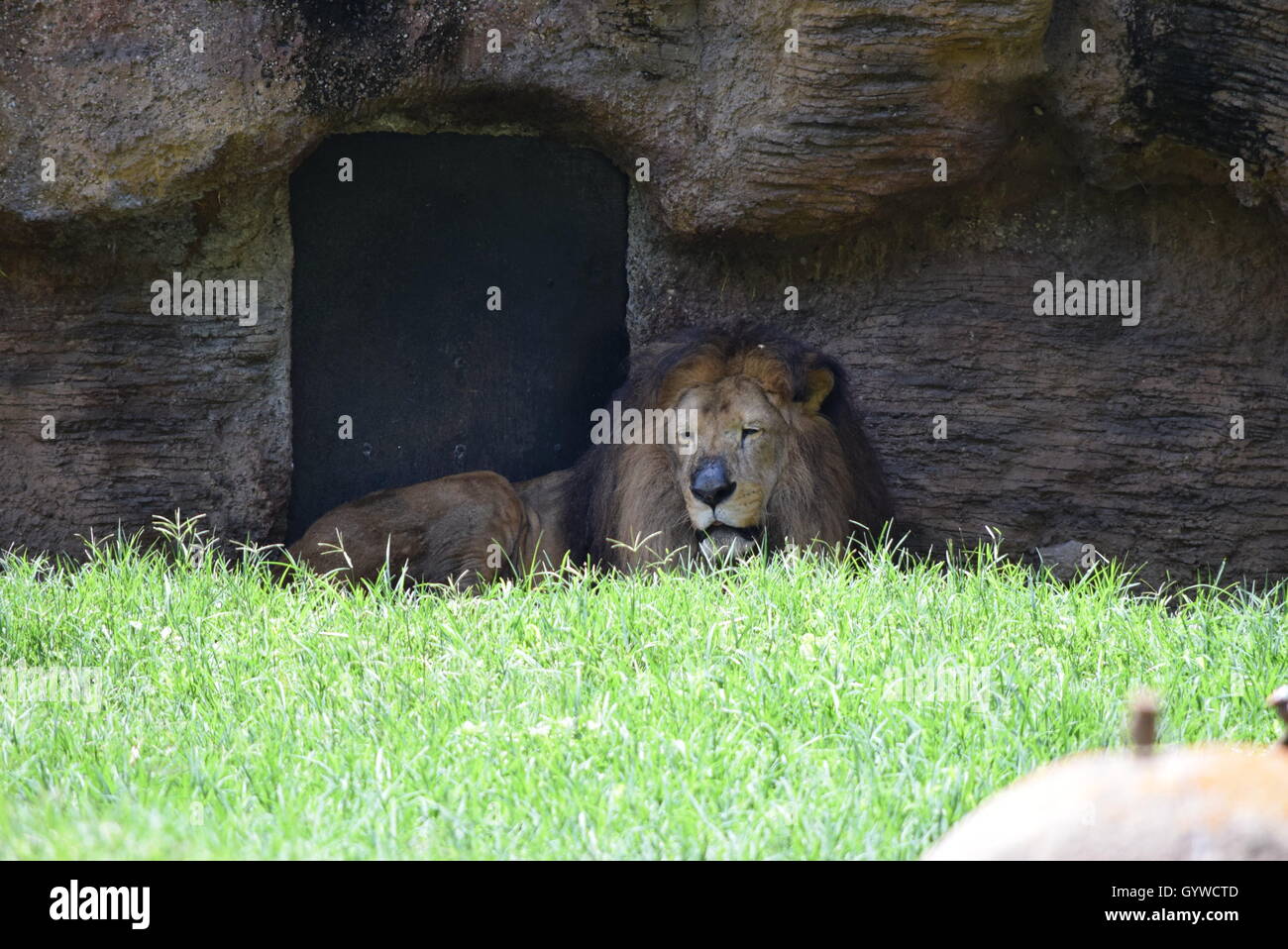 Afrikanische männlicher Löwe (Panthera Leo Leo), liegen bei Aurora Zoo, Guatemala Stockfoto