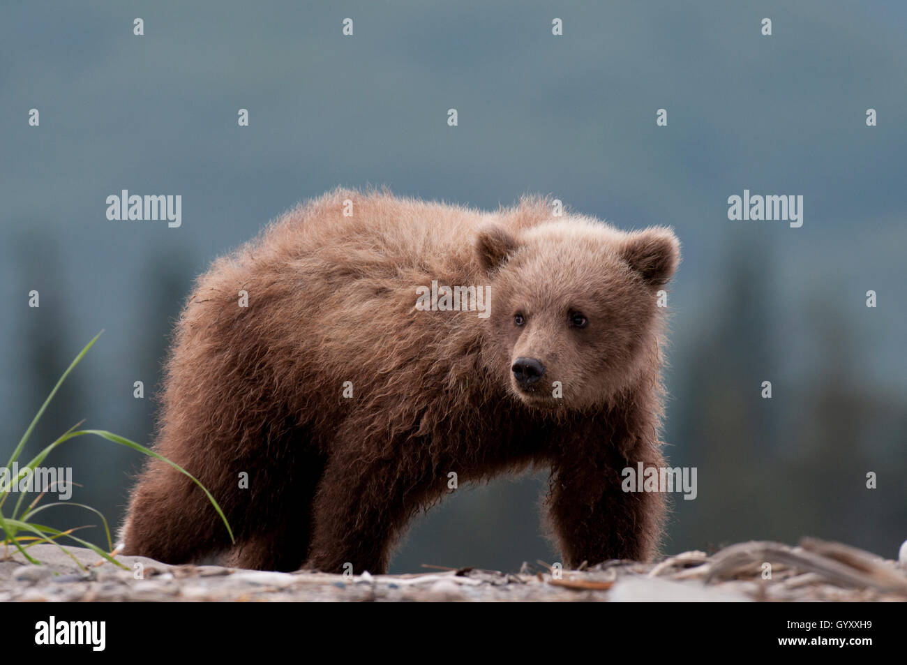 Brown Bear Cub (Ursus Arctos) in Lake-Clark-Nationalpark, Alaska Stockfoto