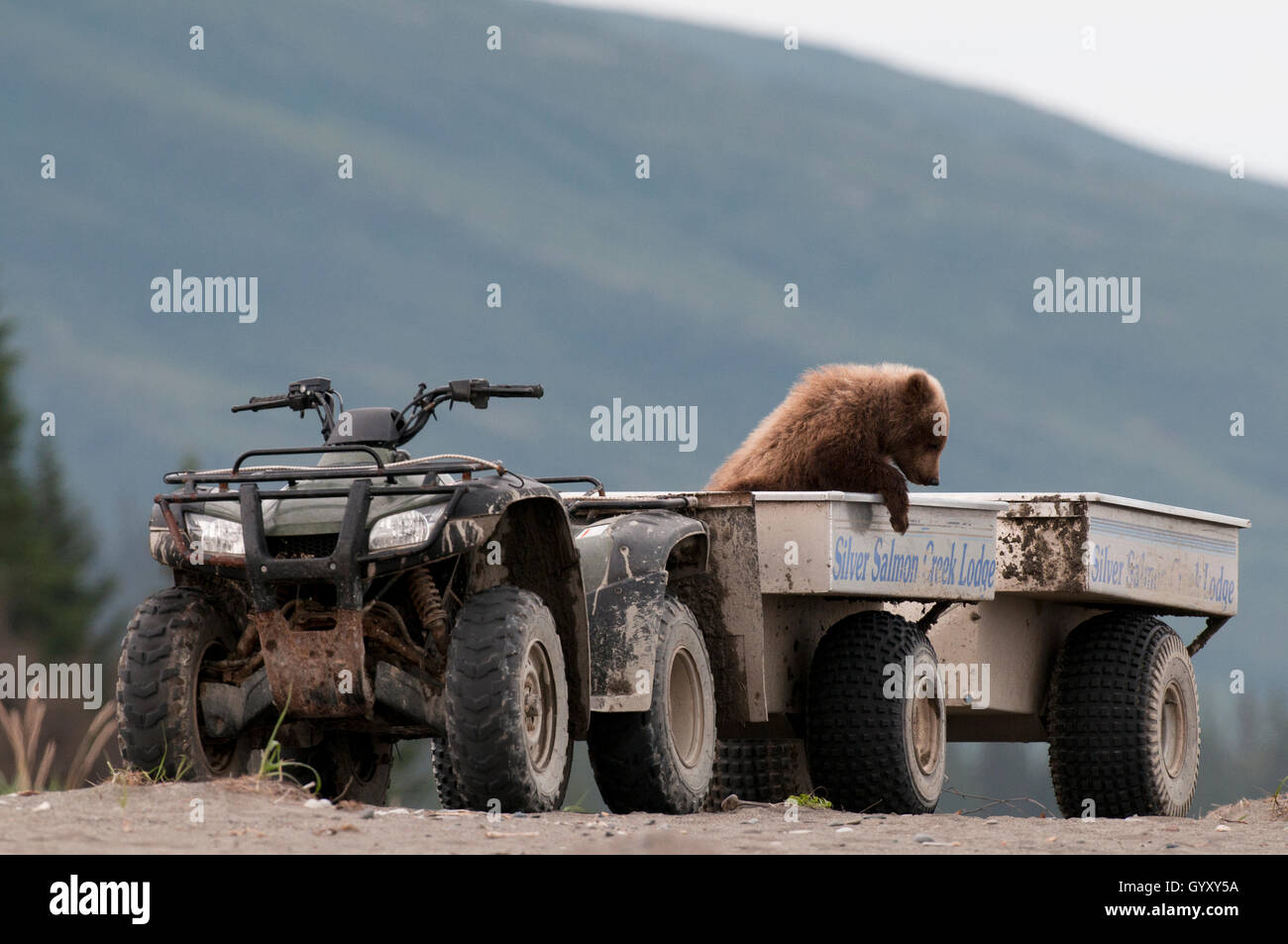Brown Bear Cub (Ursus Arctos) Check-out ein Fotograf-Shuttle-Fahrzeug in Lake-Clark-Nationalpark, Alaska Stockfoto
