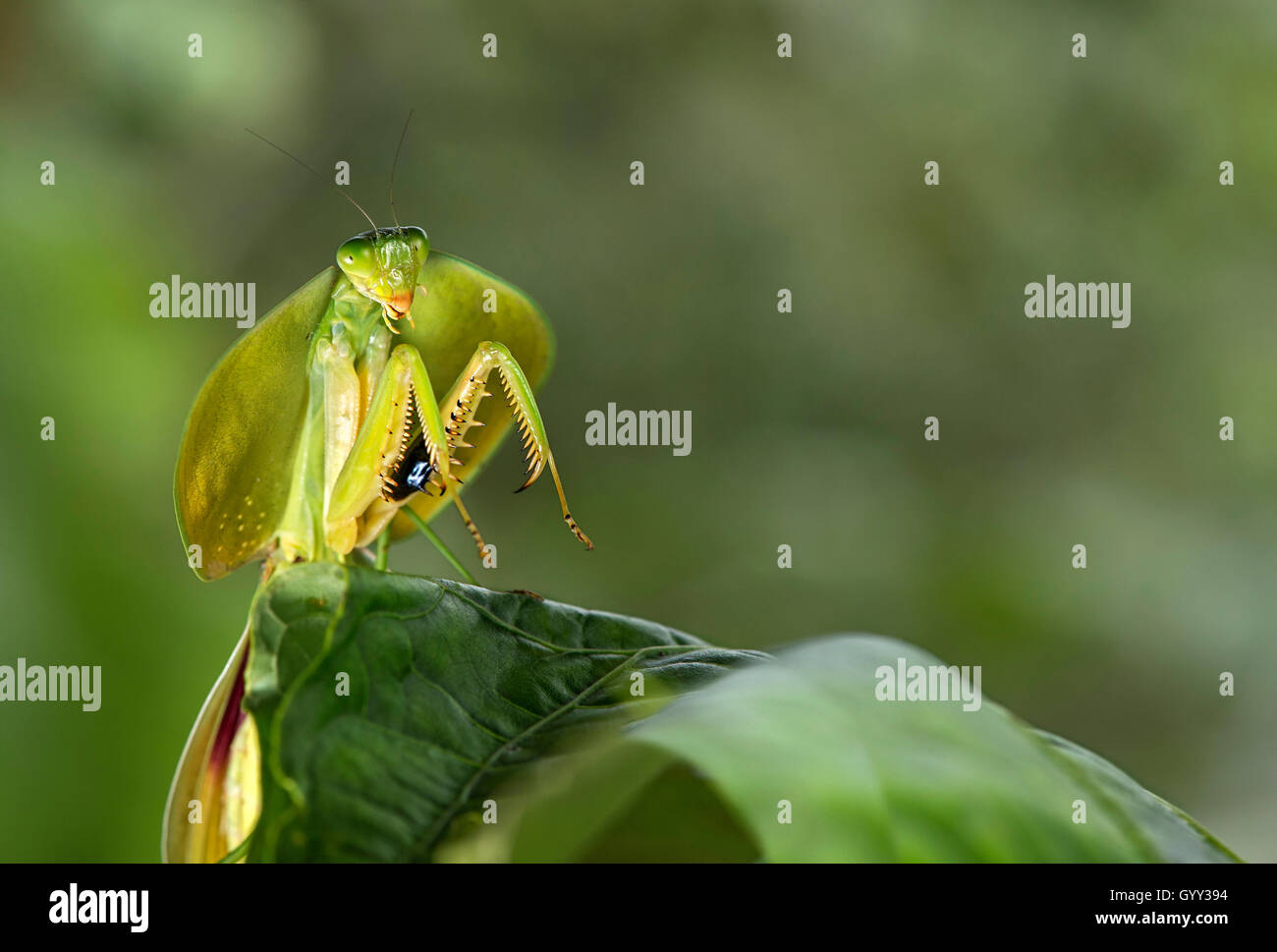 Schild-Mantis (Choeradodis SP.), (Mantodea-Familie), Amazonas Regenwald, Canande River Reserve, Choco, Ecuador Stockfoto