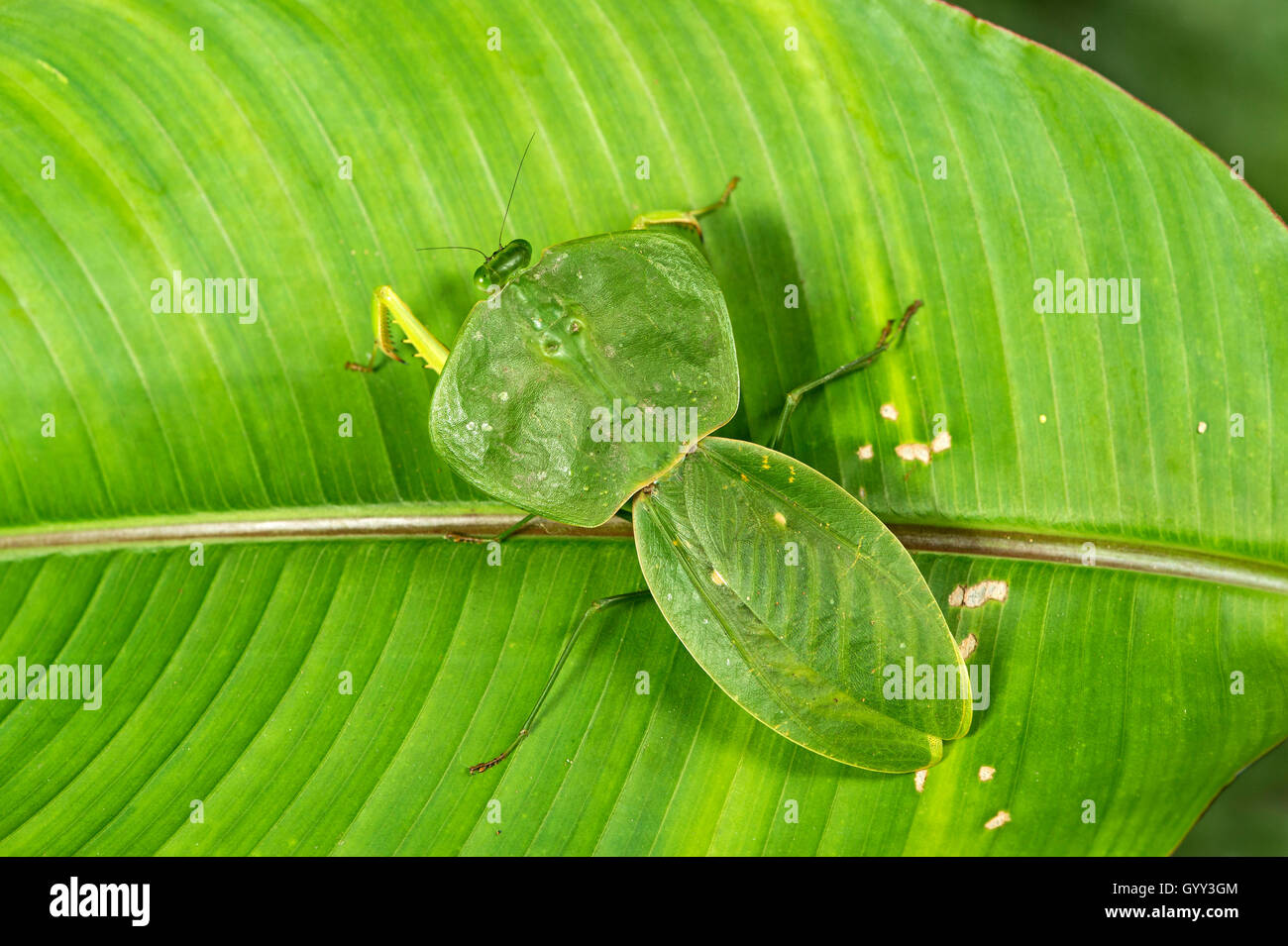 Schild-Mantis (Choeradodis SP.), (Mantodea-Familie), Amazonas Regenwald, Canande River Reserve, Choco, Ecuador Stockfoto