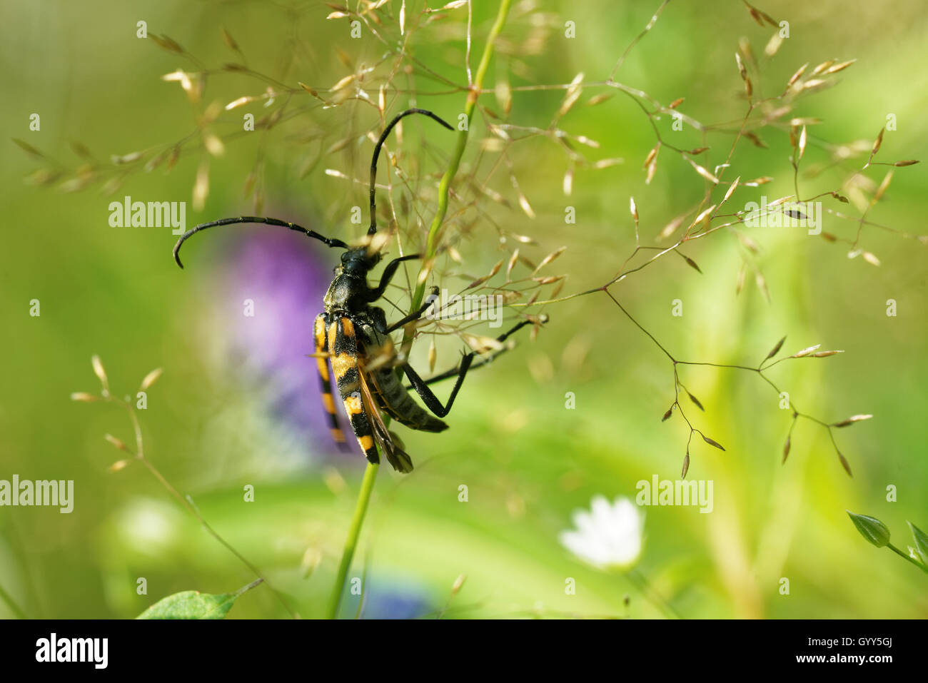 Longhorn Beetle (Strangalia Quadrifasciata) Stockfoto