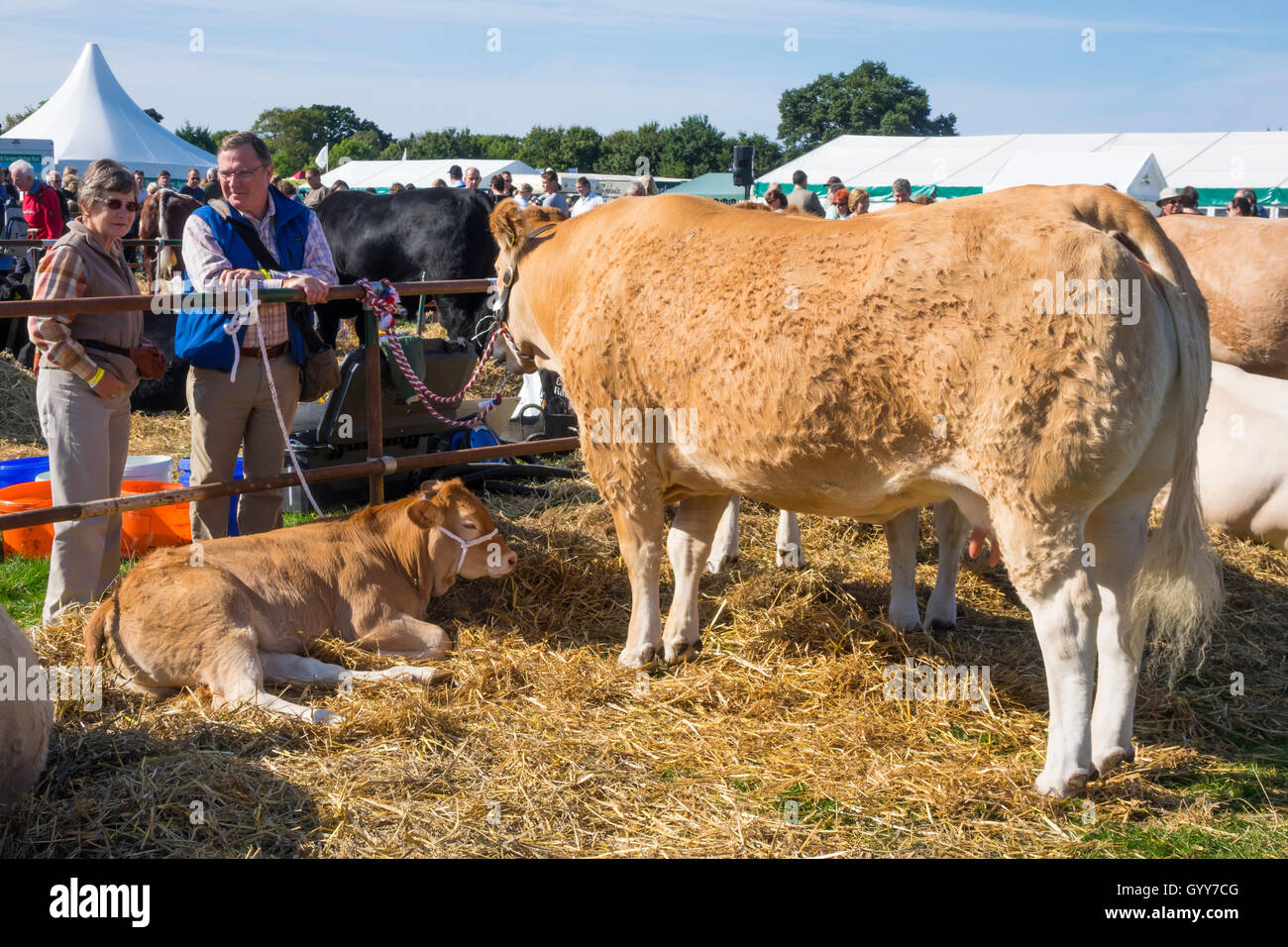 Britische blonde Kuh und Kalb bei den Stokesley landwirtschaftliche 2016 Stockfoto