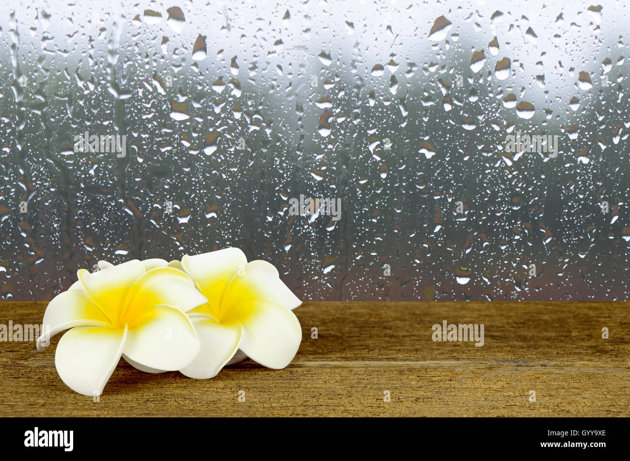 Regen Sie Tropfen auf Glas-Fenster-Hintergrund mit weißen und gelben Sie Plumeria Blume auf alten Holztisch. Stockfoto