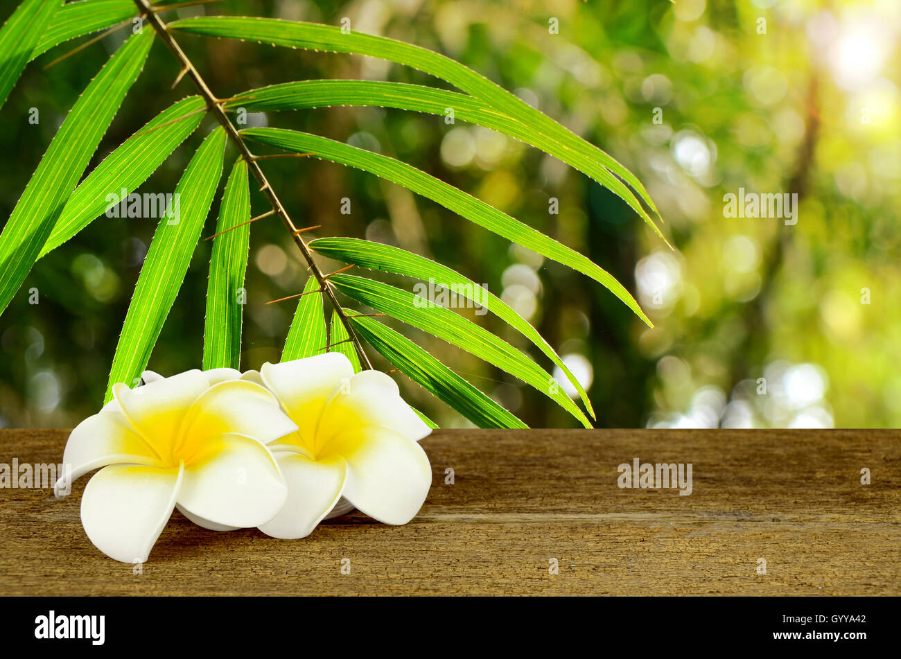 Blatt des wilden Regenwaldes im Regenwald mit weißen und gelben Plumeria Blume auf alten Holztisch gefunden. Stockfoto