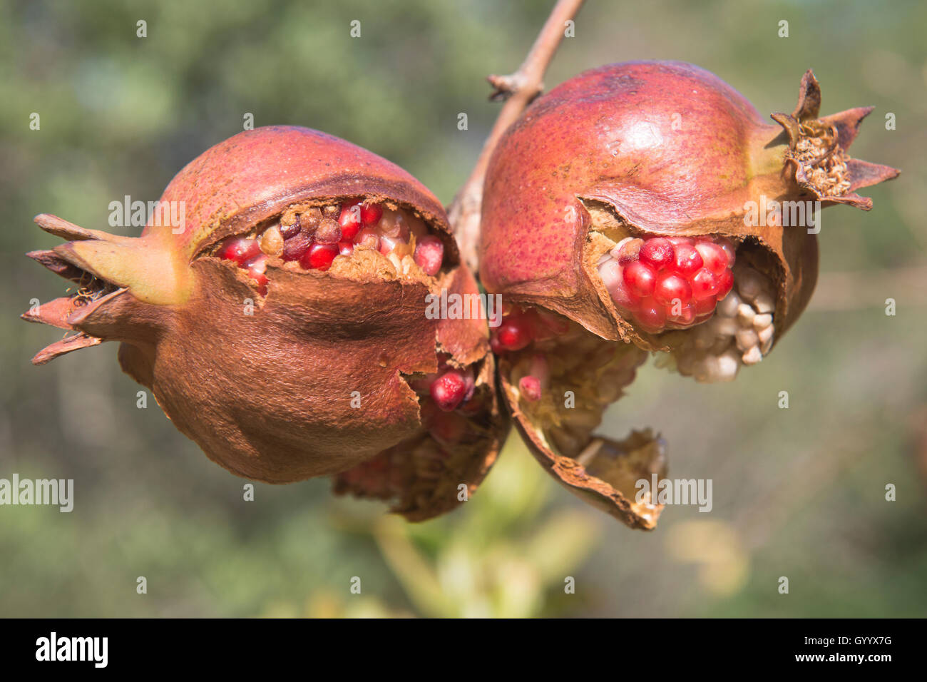 Granatapfel (Punica granata), split öffnen, auf dem Baum, Ferragudo, Faro, Portugal Stockfoto