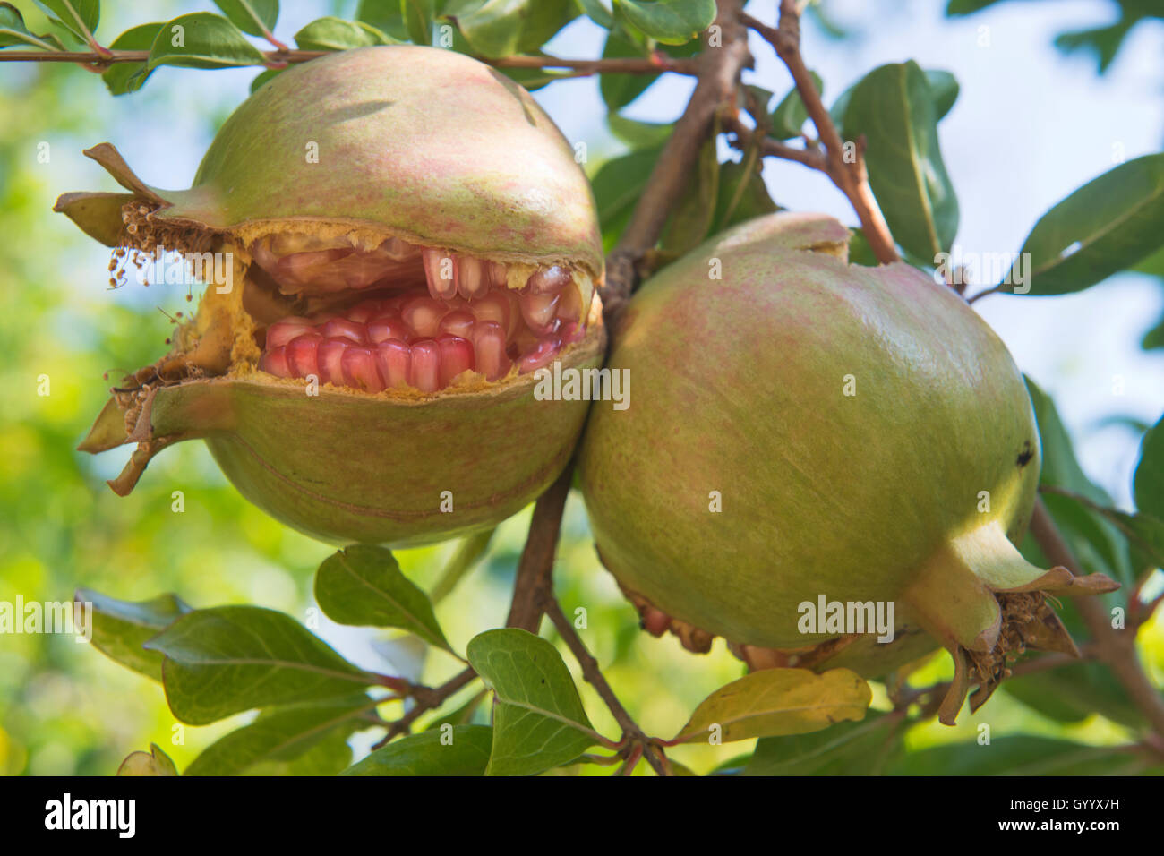 Granatapfel (Punica granata), split Öffnen auf dem Baum, Ferragudo, Faro, Portugal Stockfoto