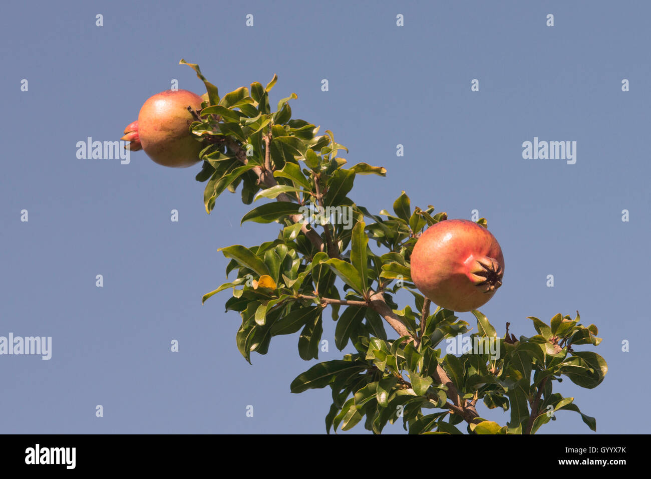 Reifer Granatapfel (Punica granata) auf dem Baum, Ferragudo, Faro, Portugal Stockfoto