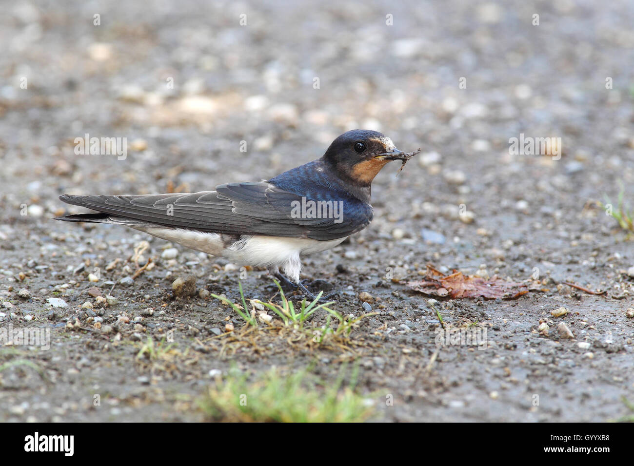 Rauchschwalbe (Hirundo rustica) sammelt Nestmaterial, Apetlon, Nationalpark Neusiedler See, Burgenland, Österreich Stockfoto