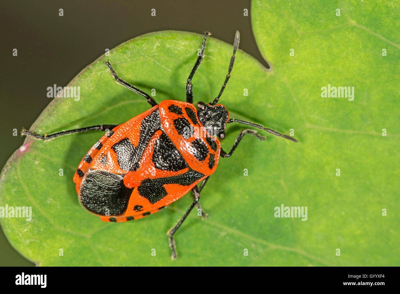 Rot und Schwarz shield bug (Eurydema dominulus) auf Blatt, Baden-Württemberg, Deutschland Stockfoto