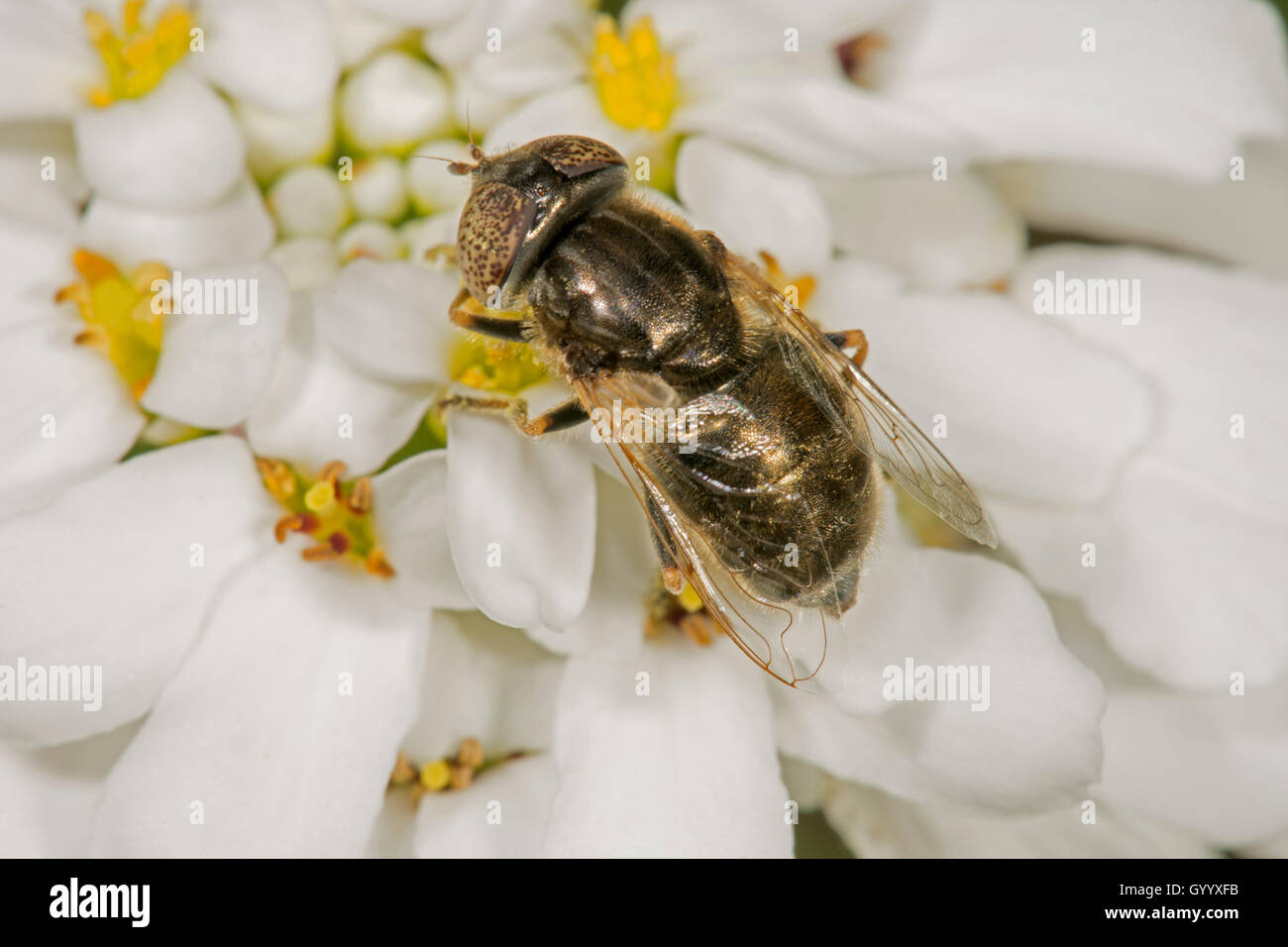 Hoverfly (Eristatinus sepulchralis) auf Blume, Baden-Württemberg, Deutschland Stockfoto