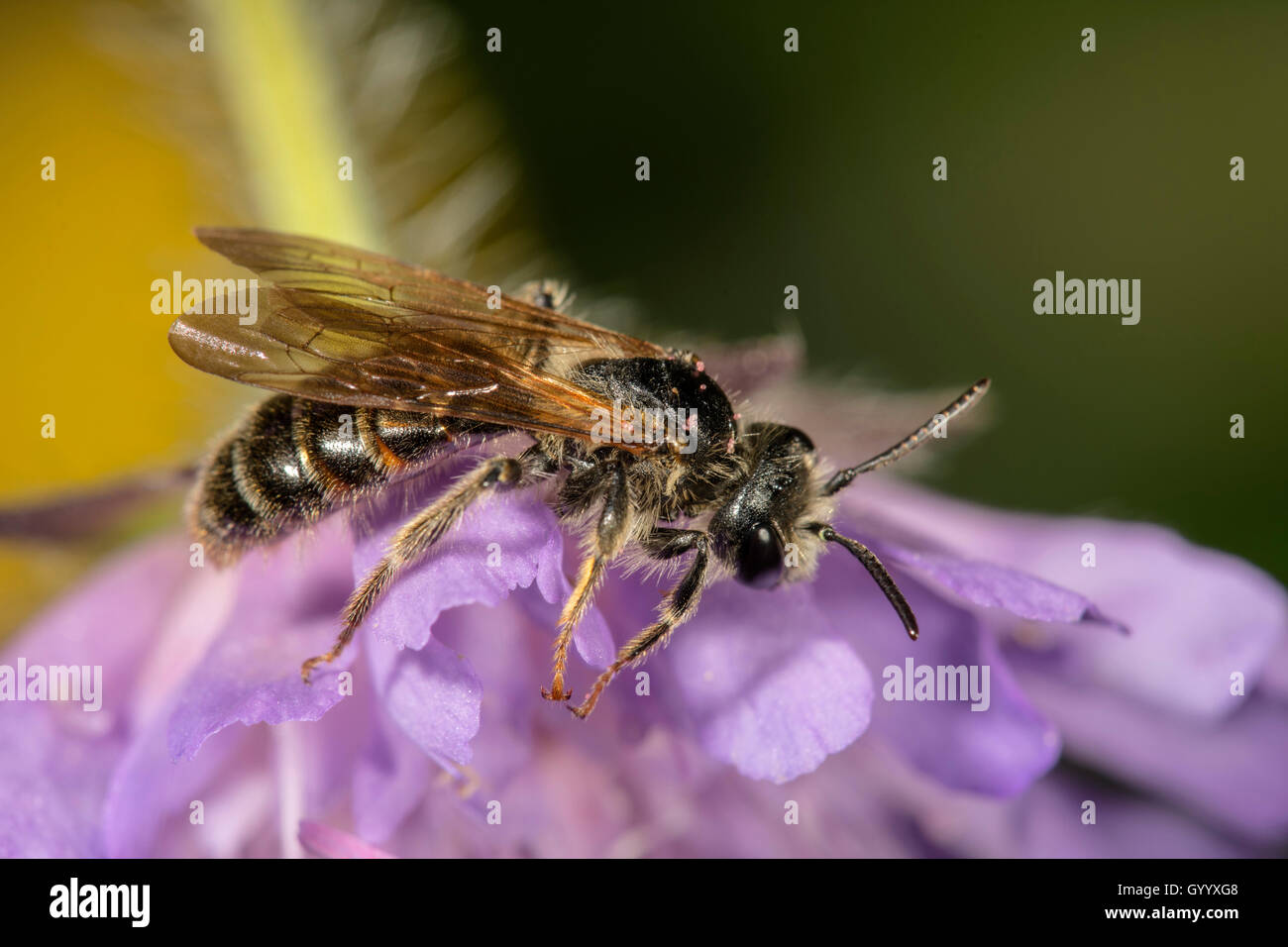 Gebänderte Dark-Bee (monophyllorchis punctulatissima) auf Feld-witwenblume (Knautia arvensis), Baden-Württemberg, Deutschland Stockfoto