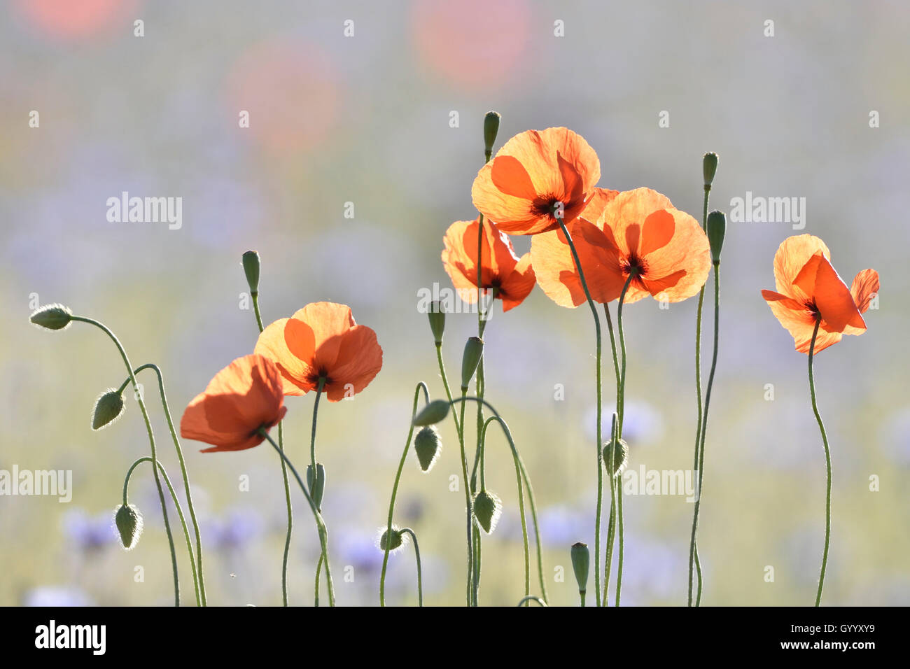 Blumen im Kornfeld, gemeinsame Mohn (Papaver rhoeas)- und Kornblumen (Centaurea cyanus), Hintergrundbeleuchtung, Sachsen, Deutschland Stockfoto