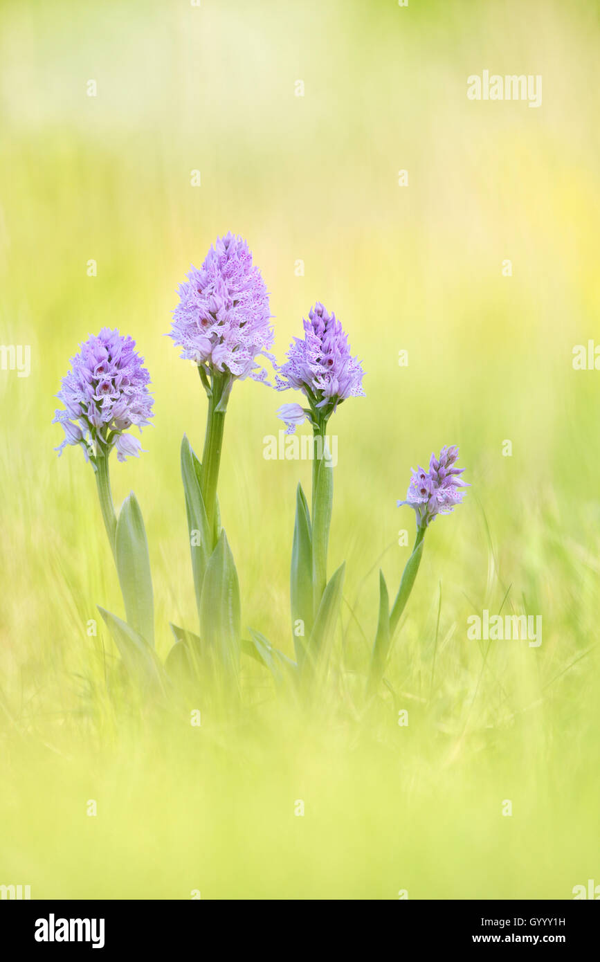 Eine Gruppe von drei - gezahnte Orchideen (Neotinea tridentata), Kyffhäuser, Thüringen, Deutschland Stockfoto