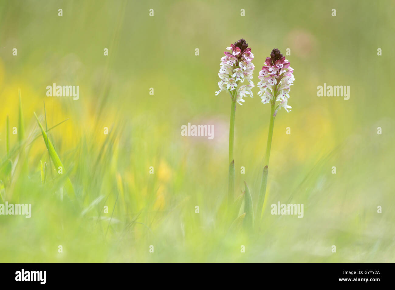 Gebrannt - Tipp Orchideen (Neotinea ustulata), Kyffhäuser, Thüringen, Deutschland Stockfoto