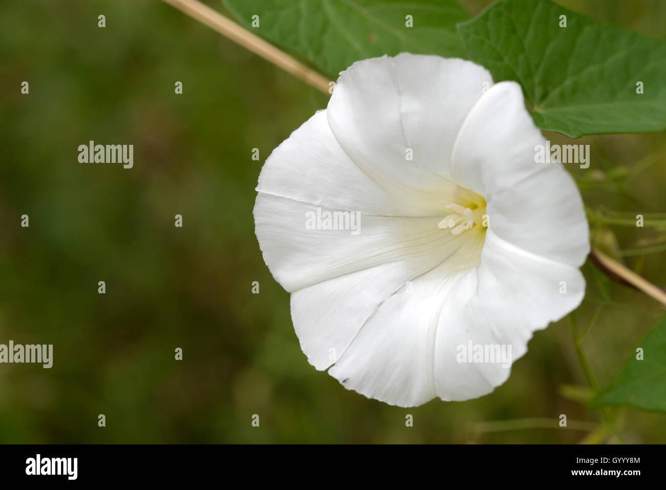 Hedge bindweed (Calystegia sepium), Burgenland, Österreich Stockfoto