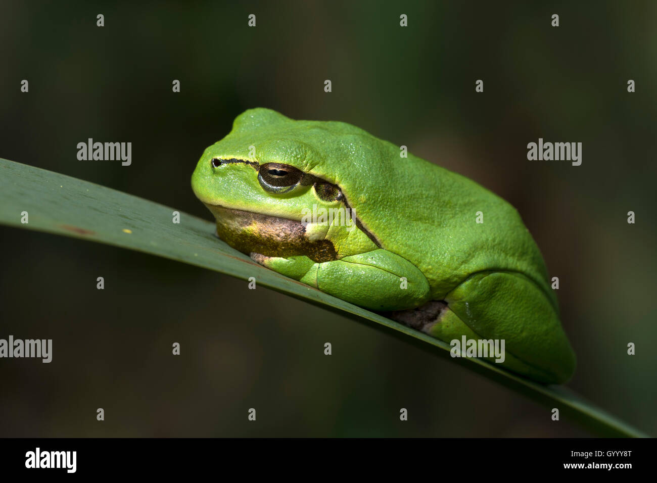 Frösche Auf Blättern Stockfotos und -bilder Kaufen - Alamy