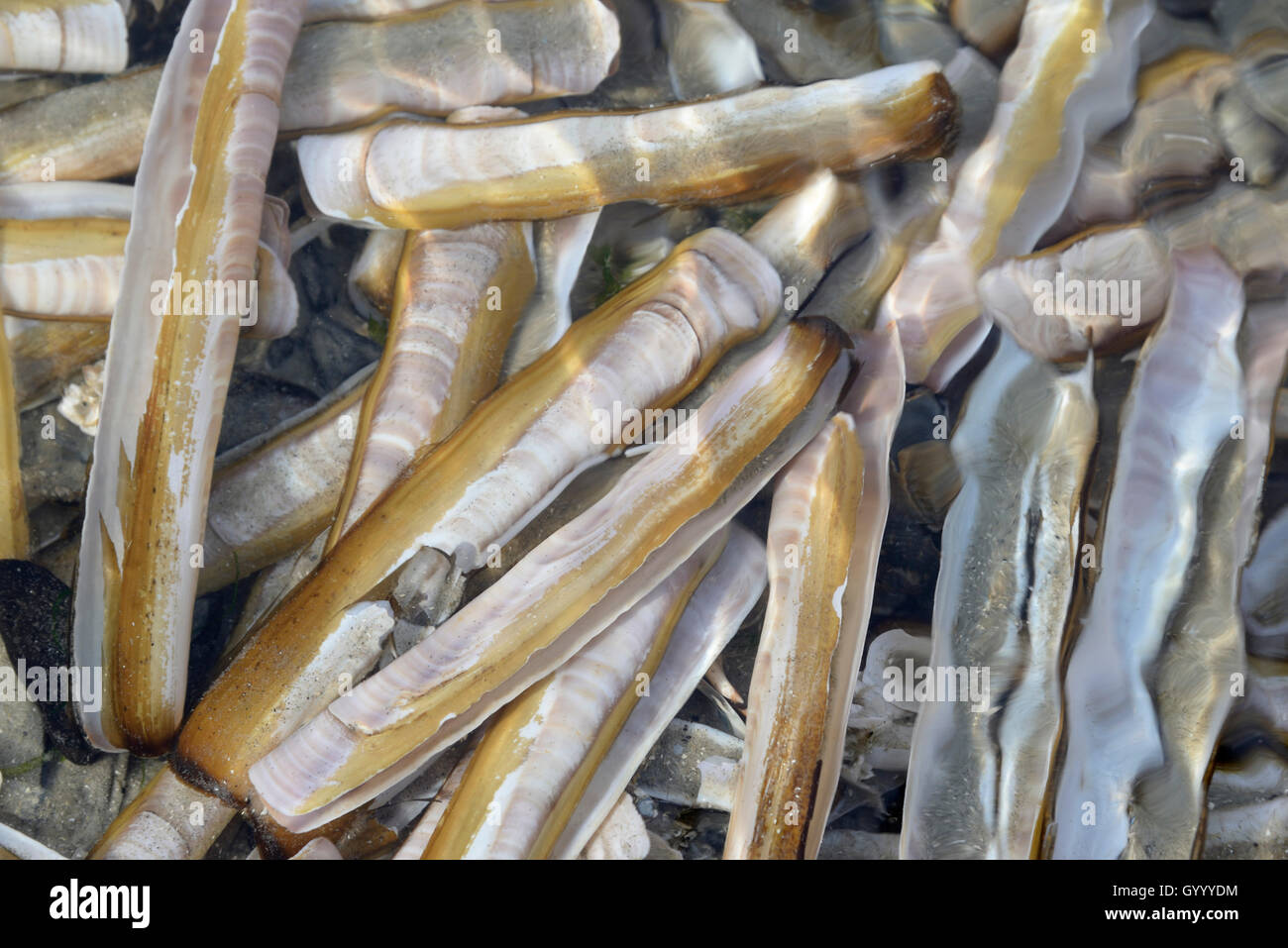 Atlantic jackknife Clam (ensis Directus), leere Hüllen im Wasser, Norderney, Ostfriesische Inseln, Niedersachsen, Deutschland Stockfoto