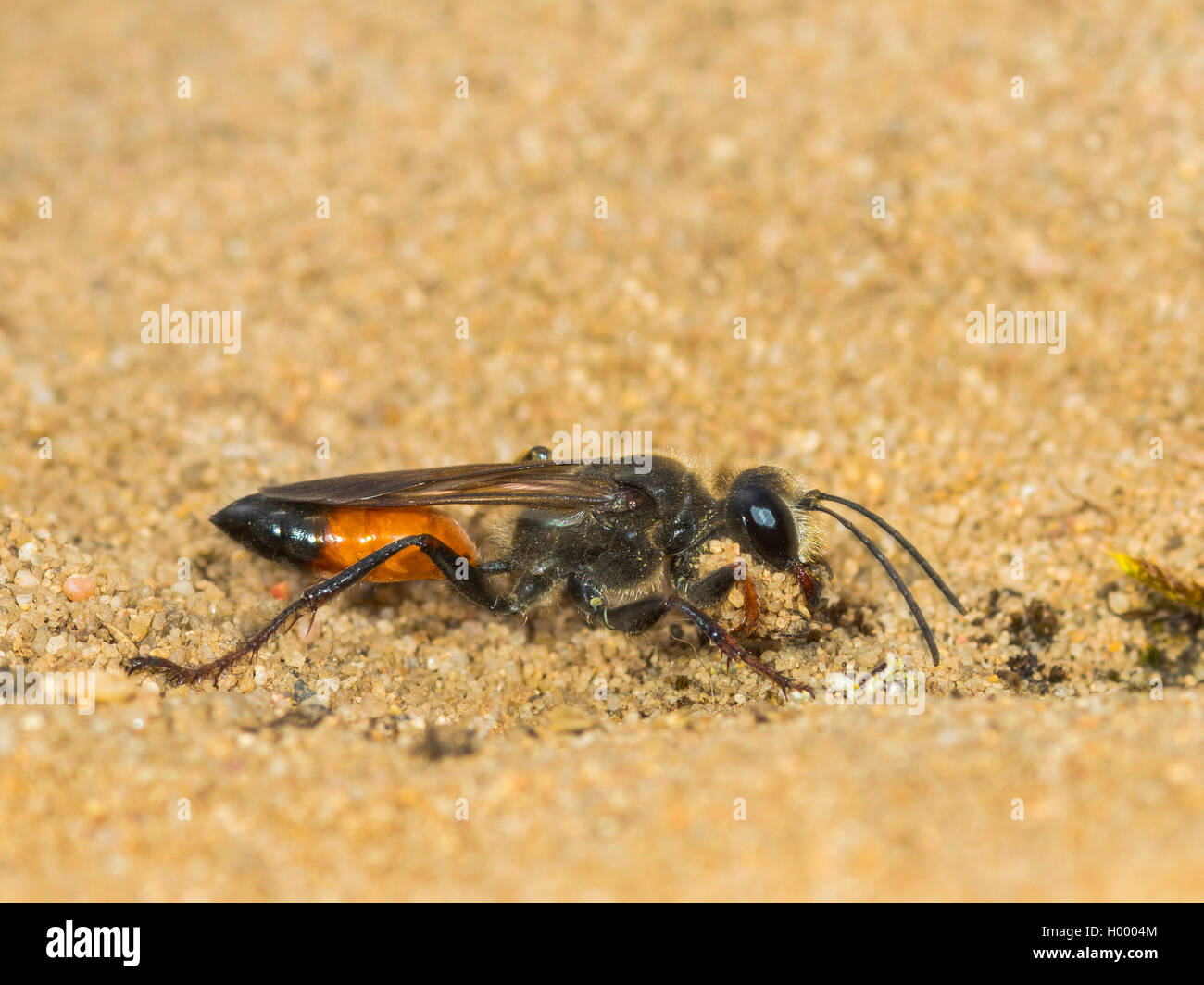 Golden Digger Wasp (sphex Sphex funerarius, rufocinctus), weibliche Gebäude ein Nest, Seitenansicht, Deutschland Stockfoto