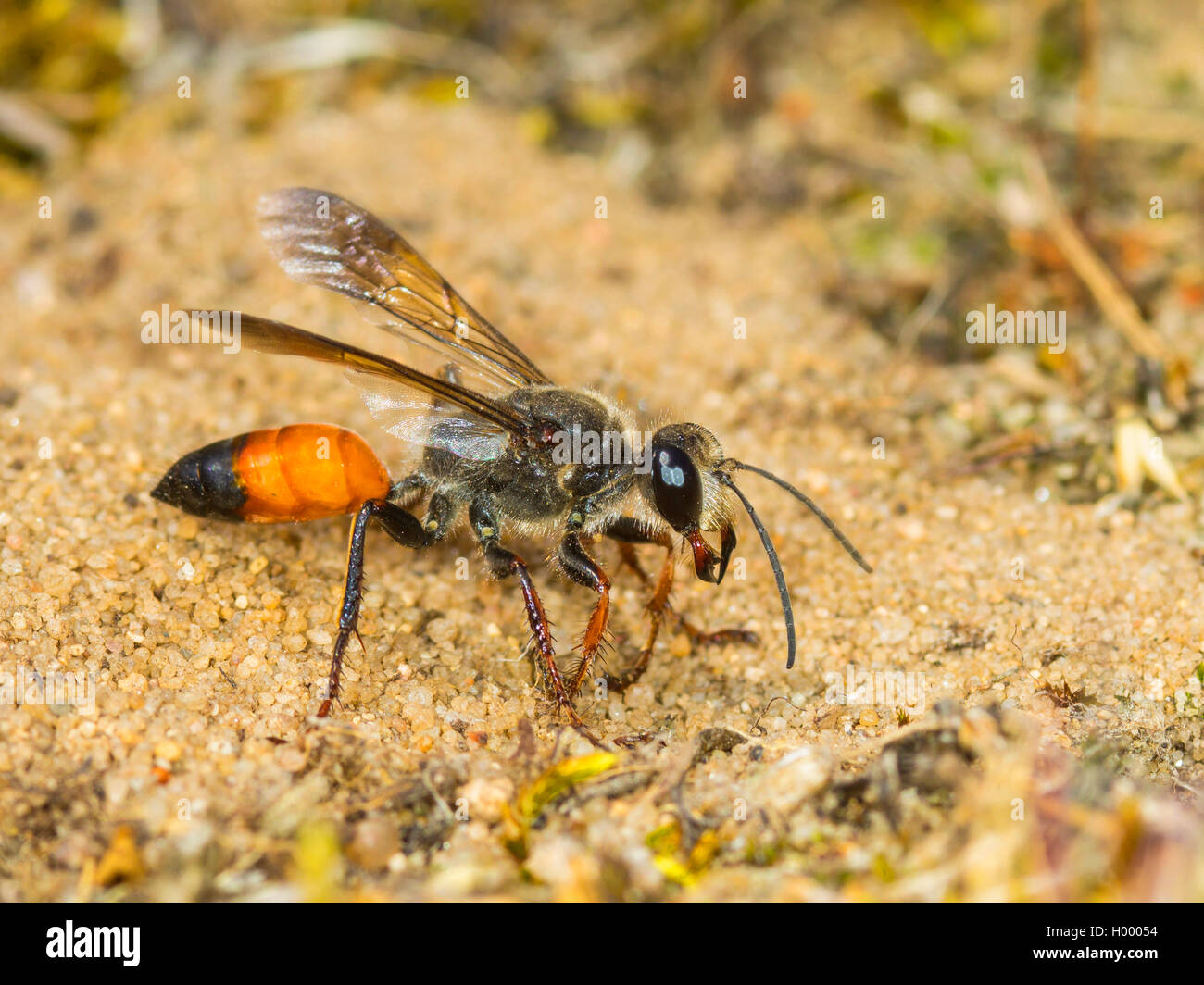 Golden Digger Wasp (sphex Sphex funerarius, rufocinctus), weibliche Graben ein Nest, Seitenansicht, Deutschland Stockfoto