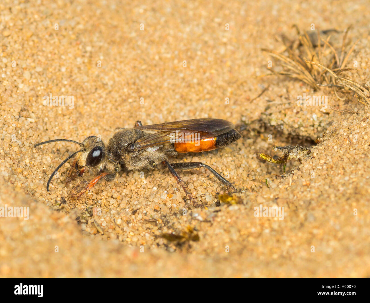 Golden Digger Wasp (sphex Sphex funerarius, rufocinctus), Weibliche schließen das Nest, Seitenansicht, Deutschland Stockfoto