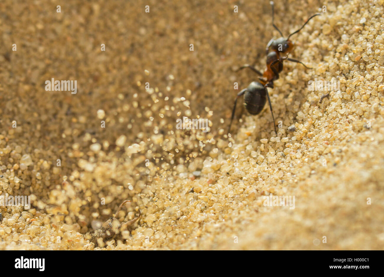 Europäische antlion (Euroleon nostras), Ant (Formica rufibarbis erfasst), die versuchen, aus den konischen Grube zu fliehen, während die Antlion Sand über und vor der Ant wirft, Deutschland Stockfoto