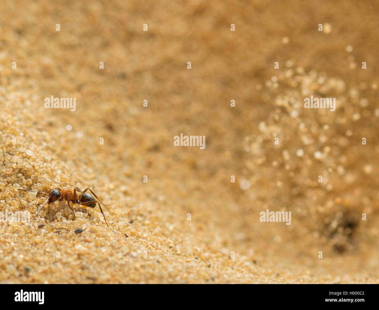 Europäische antlion (Euroleon nostras), Ant (Formica rufibarbis erfasst), die versuchen, aus den konischen Grube zu fliehen, während die Antlion Sand über und vor der Ant wirft, Deutschland Stockfoto