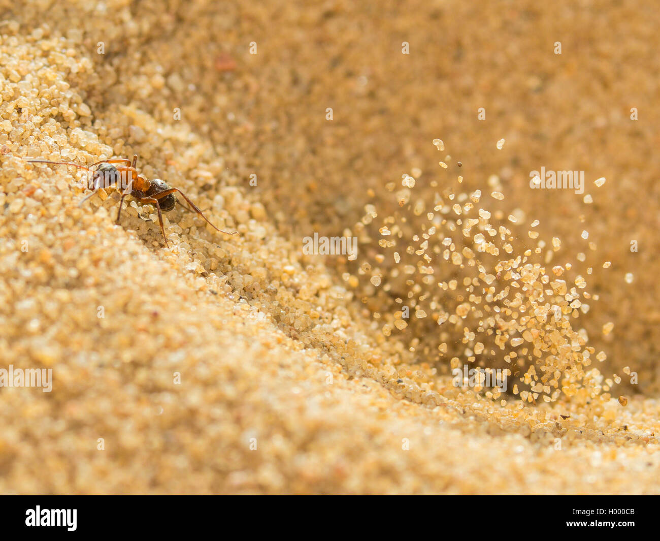 Europäische antlion (Euroleon nostras), Ant (Formica rufibarbis erfasst), die versuchen, aus den konischen Grube zu fliehen, während die Antlion Sand über und vor der Ant wirft, Deutschland Stockfoto