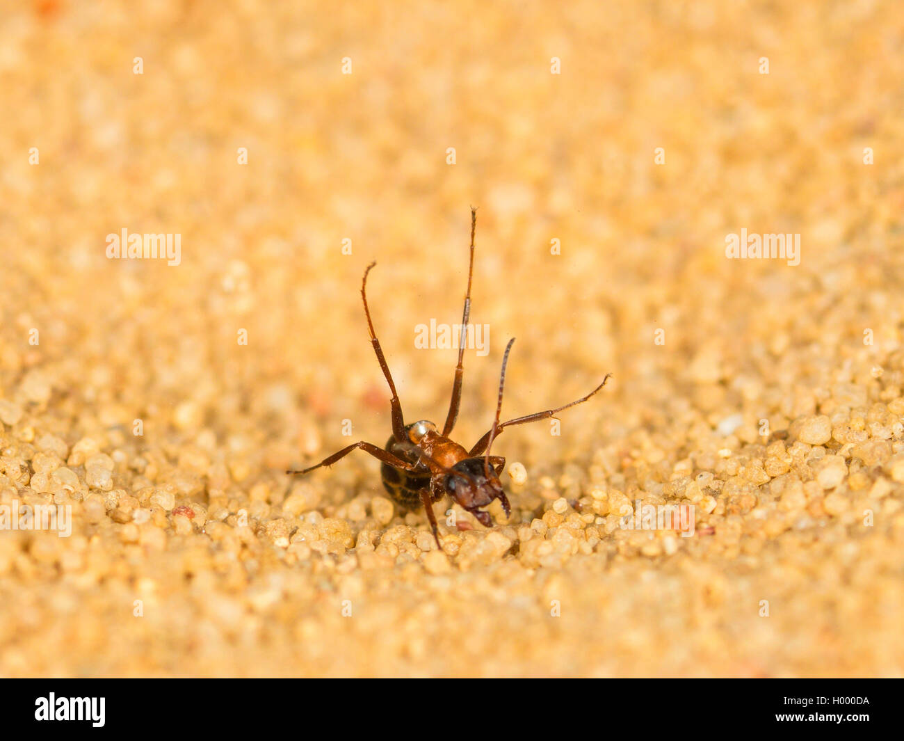 Europäische antlion (Euroleon nostras), Ant (Formica rufibarbis Gefangen) wieder auf den Boden der konischen Grube fallen, Deutschland Stockfoto