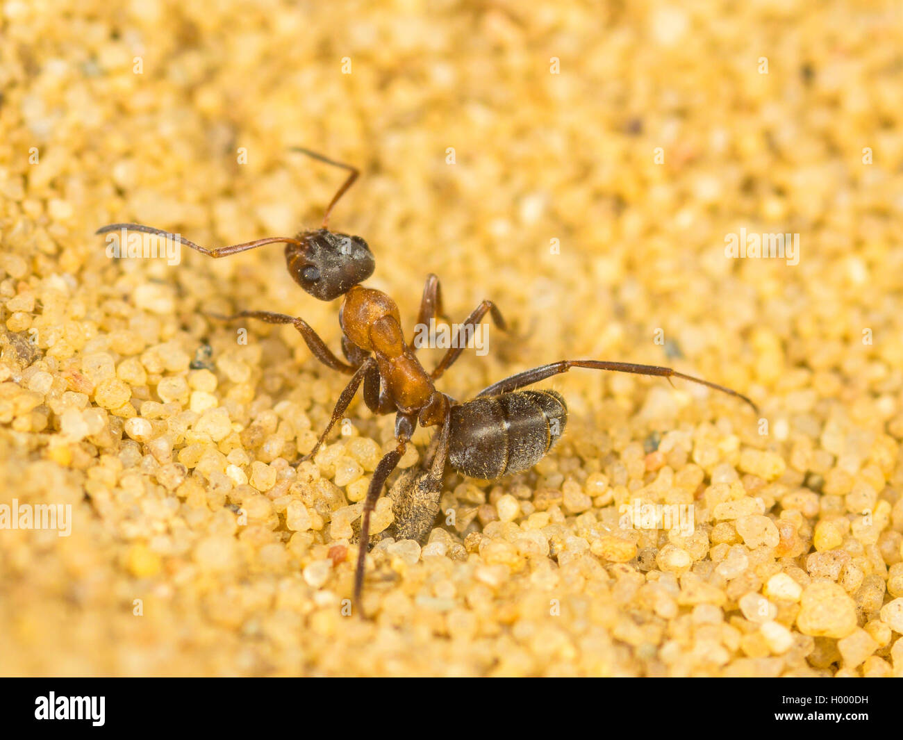 Europäische antlion (Euroleon nostras), ausgereifte Antlion und die erfassten Ant (Formica rufibarbis) Kämpfen am Boden der konischen Grube, Deutschland Stockfoto